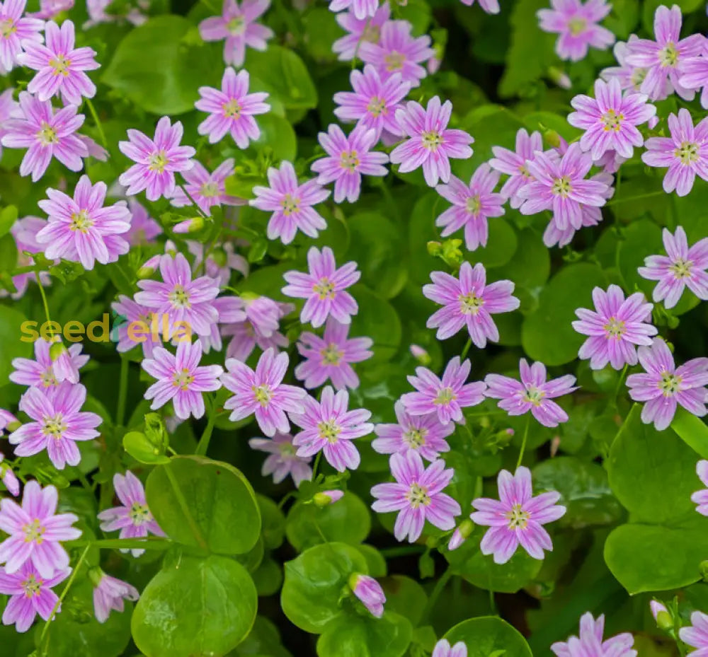 White Claytonia Sibirica Flower Seeds
