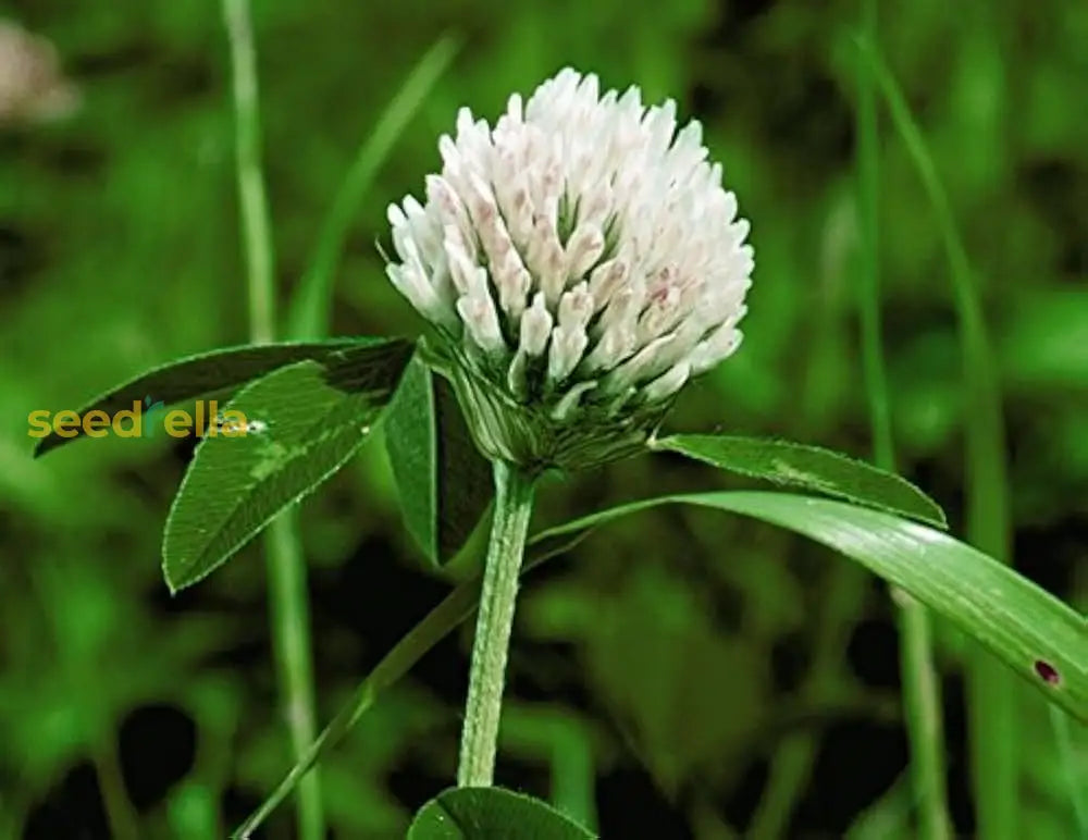 White Clover Seeds For Planting: Premium Flower Collection