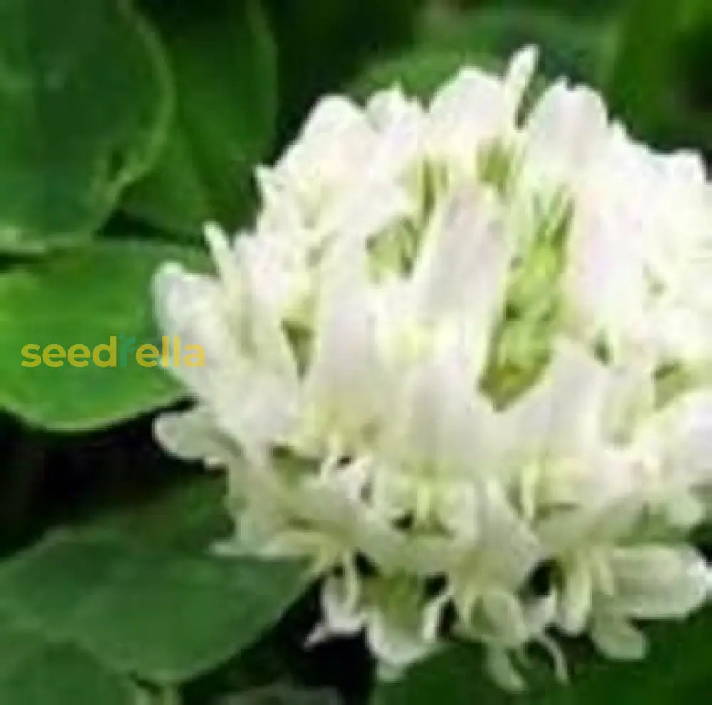 White Clover Seeds For Planting: Premium Flower Collection