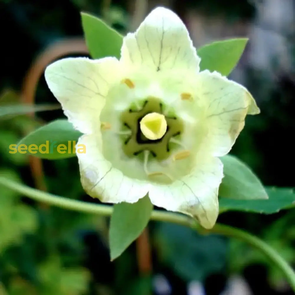 White Codonopsis Pilosula Plant Seeds For Planting