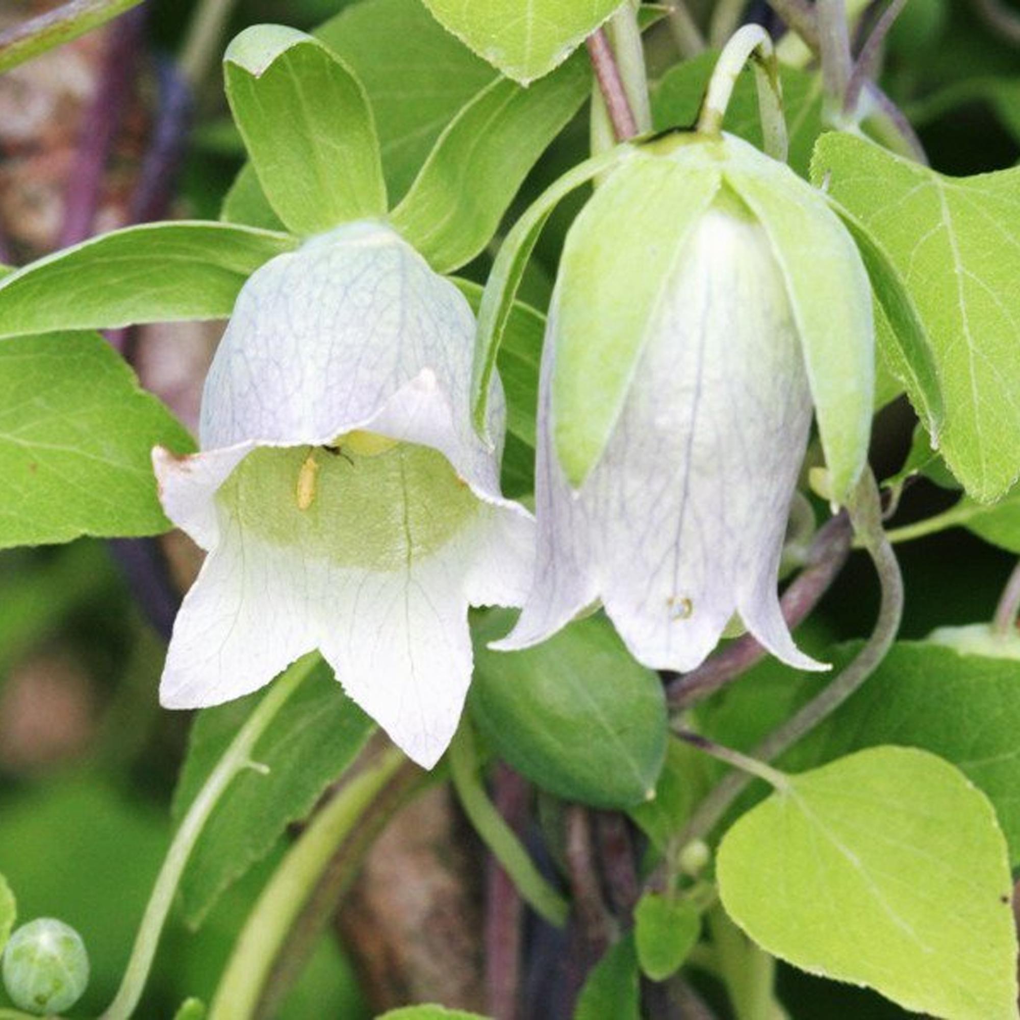 White Codonopsis Pilosula Seeds