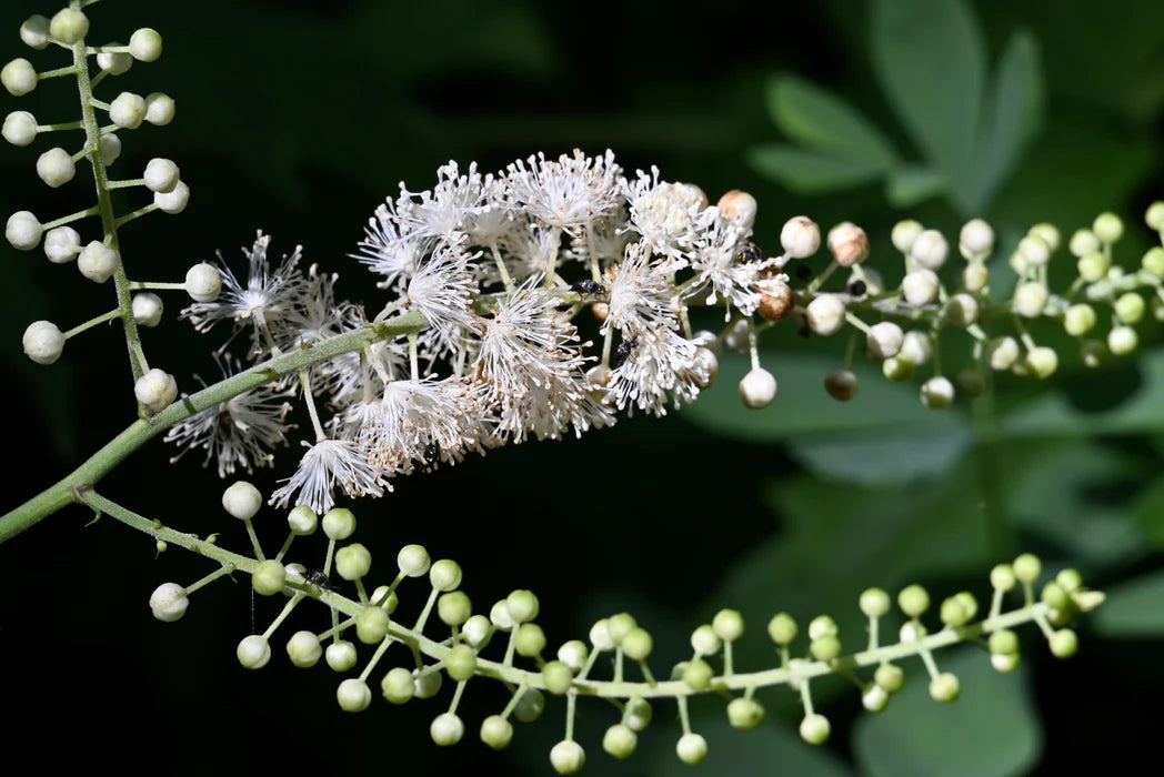 Close-up of White Cohosh flowers and foliage