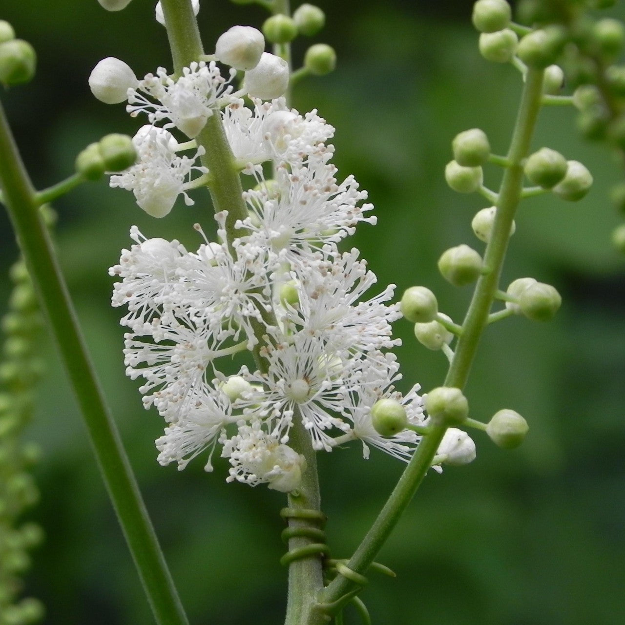 White Cohosh Plant Seeds for Planting