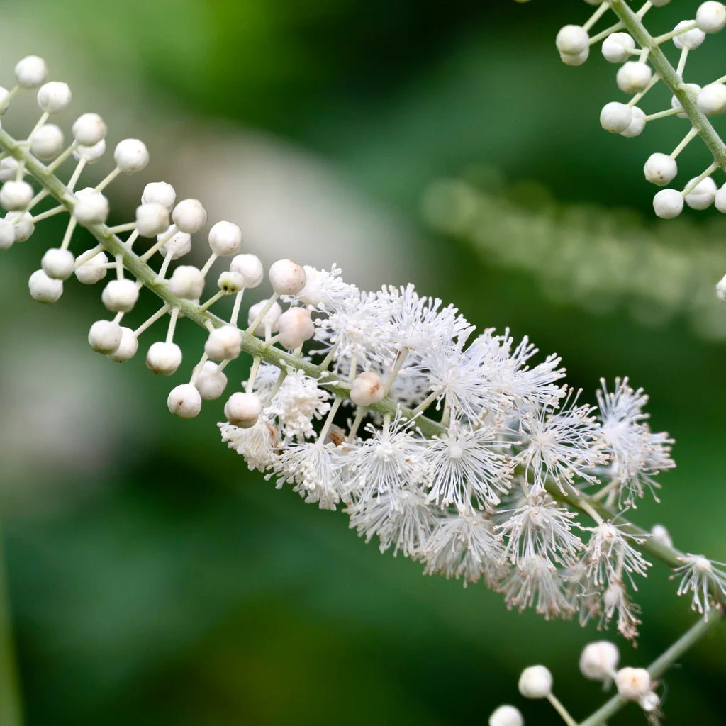White Cohosh plants growing in a shaded woodland garden