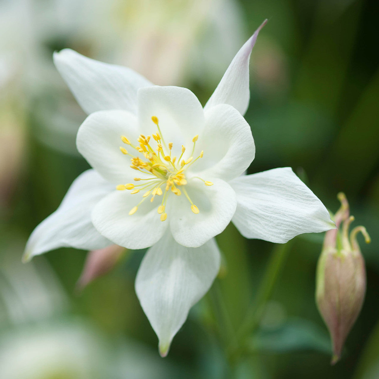 White Columbine Aquilegia in Rock Garden