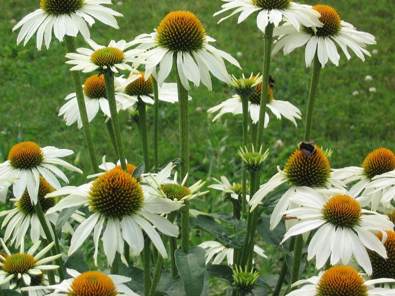 White Coneflower Seedlings Sprouting in Garden Soil