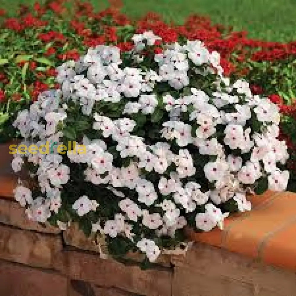 White Cora Cascade Flower Seeds Planting