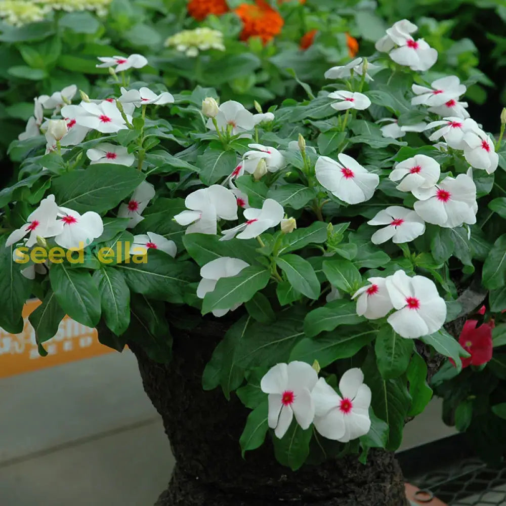 White Cora Cascade Flower Seeds Planting