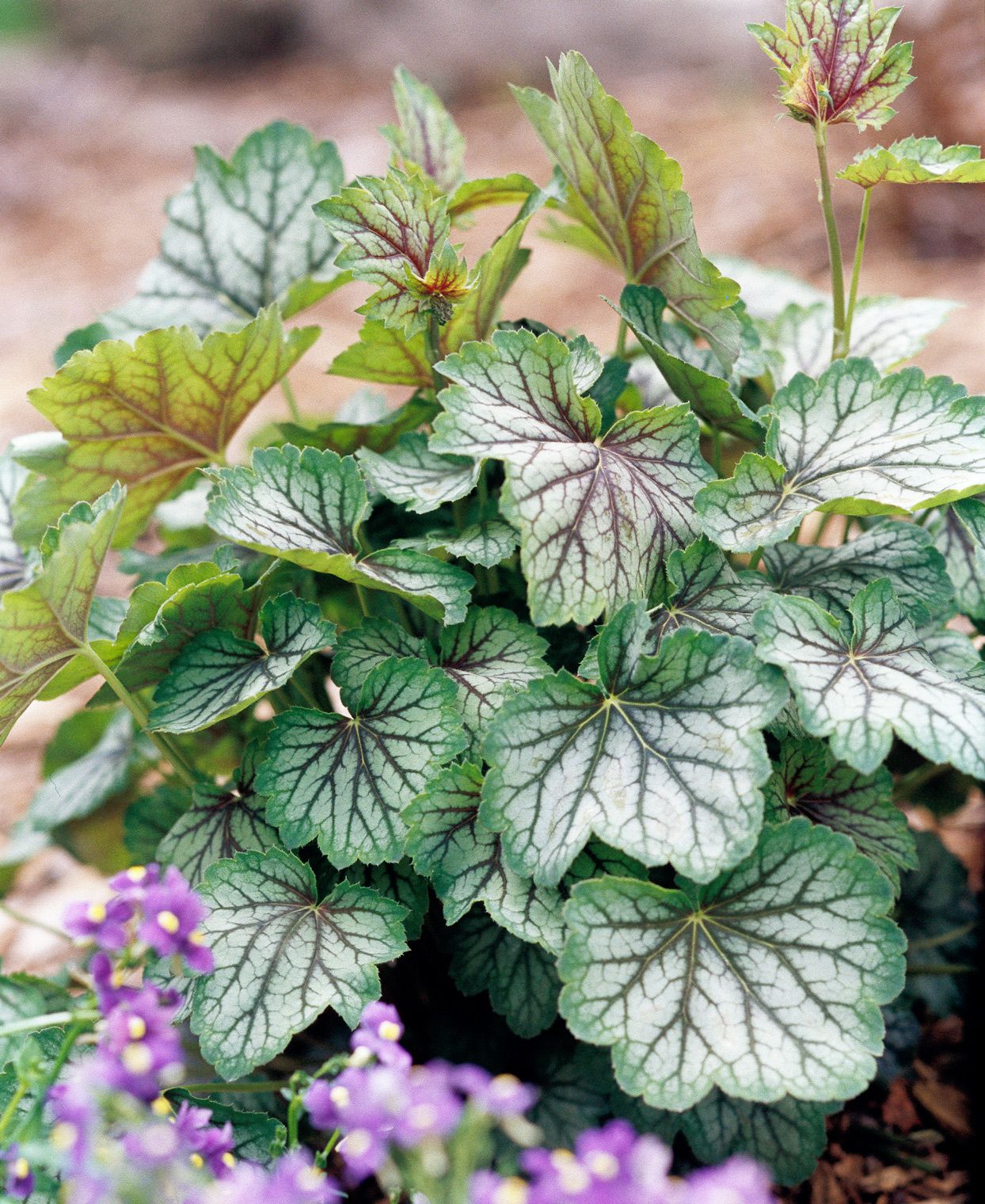 White Coral Bells Plant Seeds for easy planting