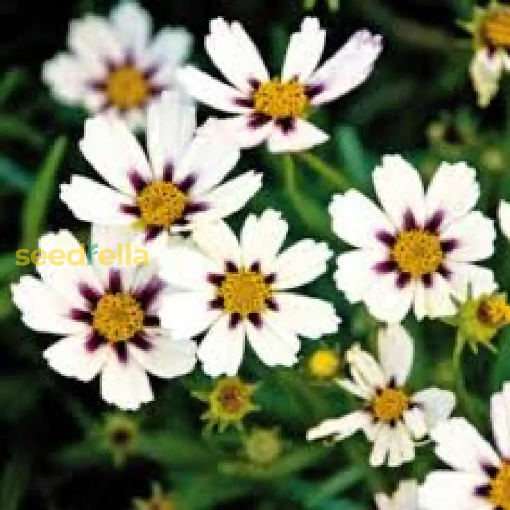 White Coreopsis Flower Seeds Planting