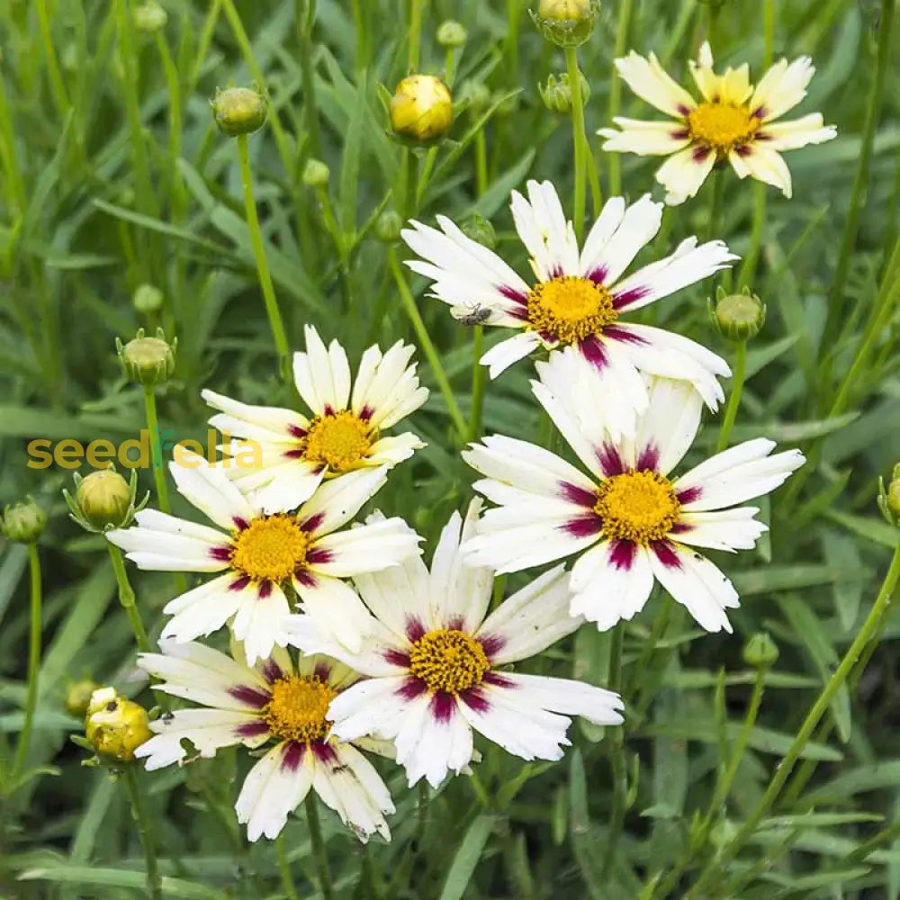 White Coreopsis Flower Seeds Planting