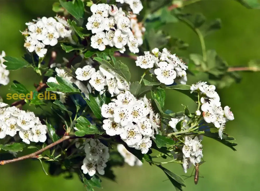 White Crataegus Flower Seeds For Planting