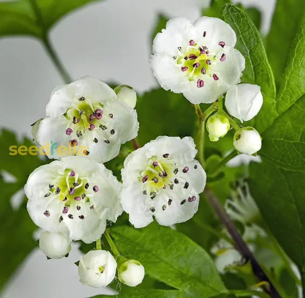 White Crataegus Flower Seeds For Planting