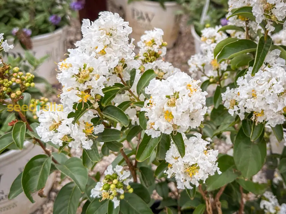 White Crepe Myrtle Flower Seeds Planting