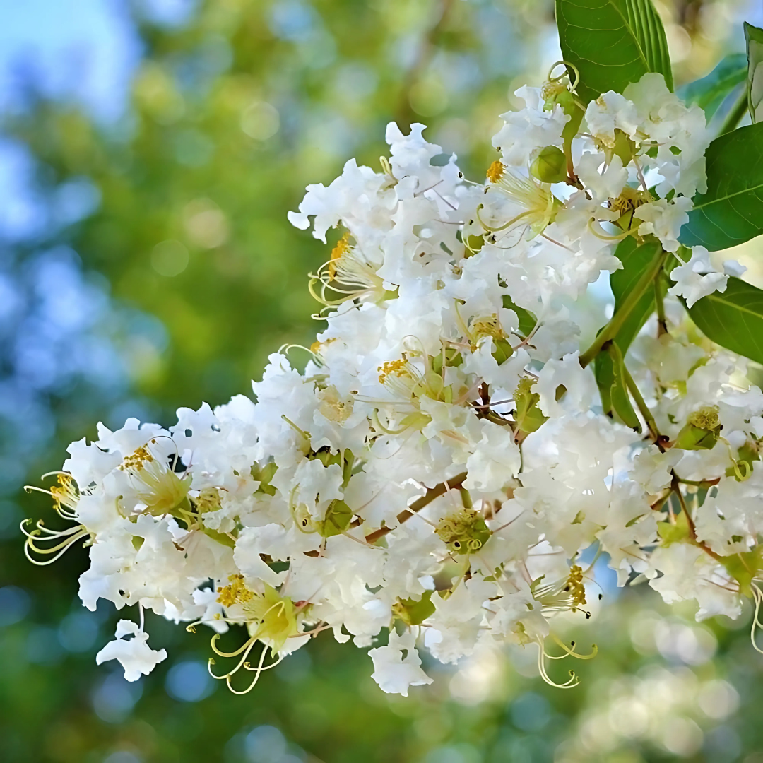 White Crepe Myrtle Seeds for Elegant Garden Planting