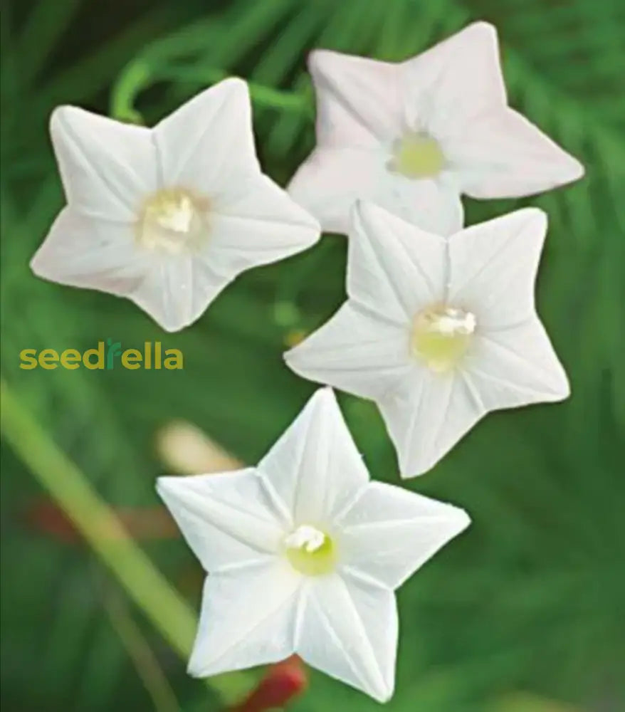 White Cryptolepis Flower Seeds For Planting