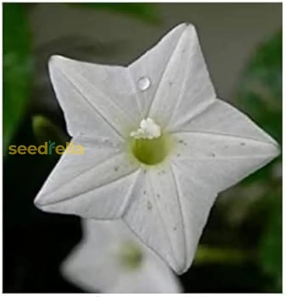 White Cryptolepis Flower Seeds For Planting