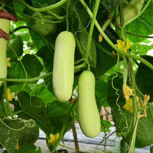 White Cucumber seeds with strong germination