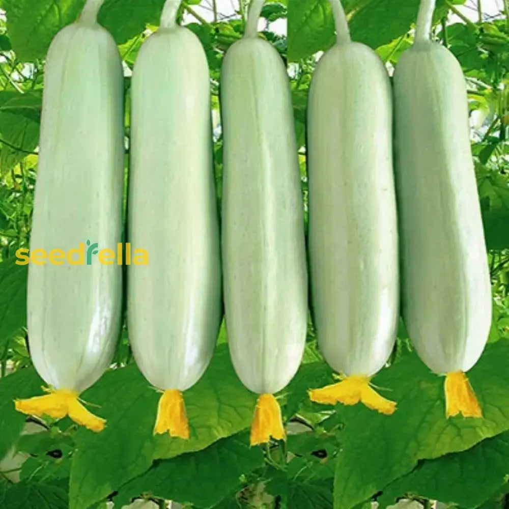 White Cucumber Vegetable Seeds For Planting Seeds