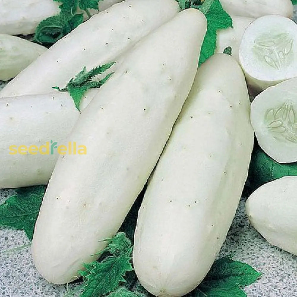 White Cucumber Vegetable Seeds For Planting Seeds