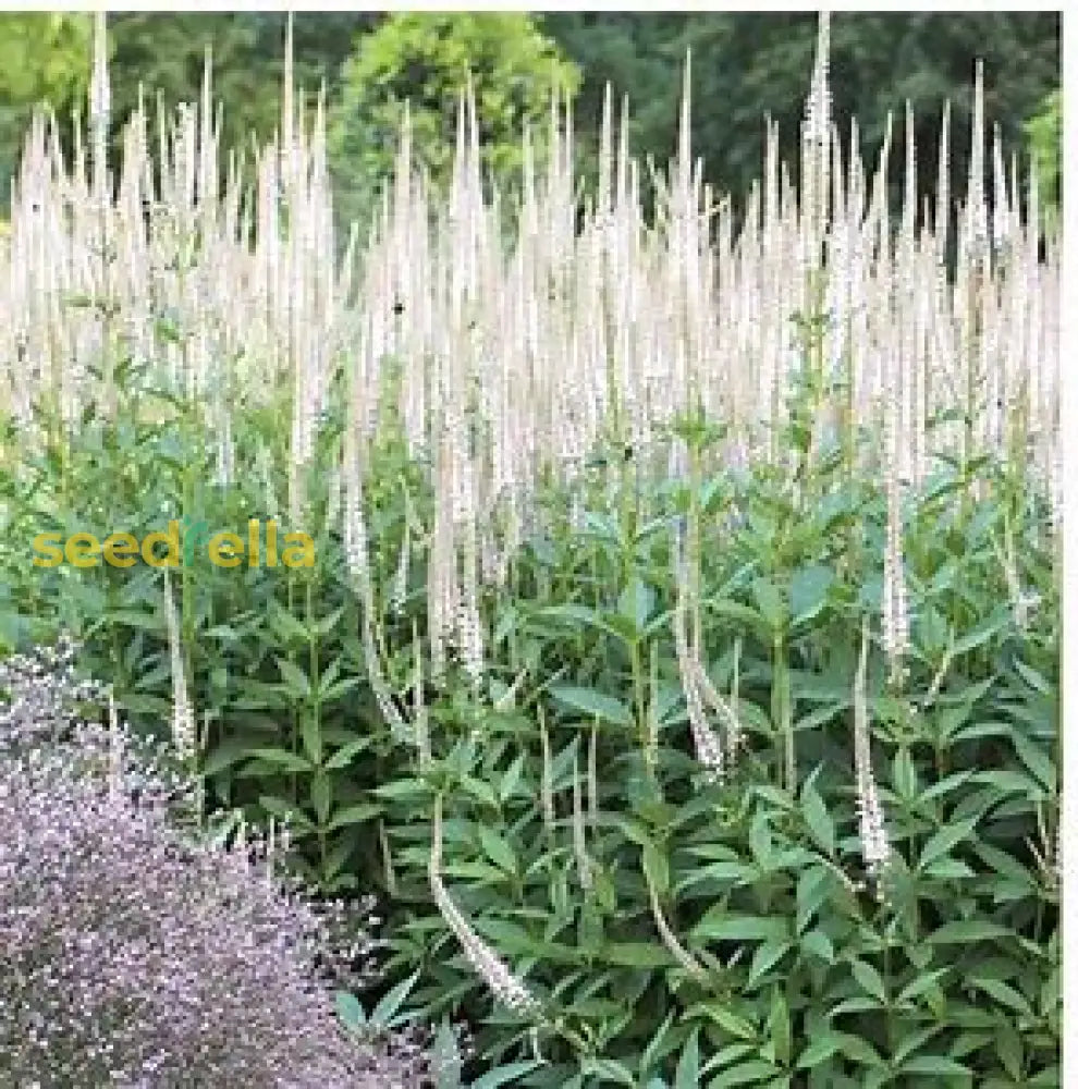 White Culverâ€™s Root Seeds For Planting