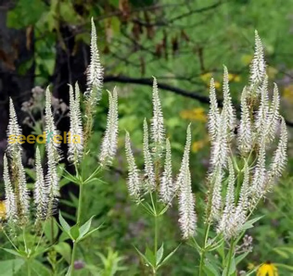 White Culverâ€™s Root Seeds For Planting