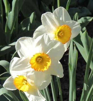 White Daffodil Flower Seeds for Planting