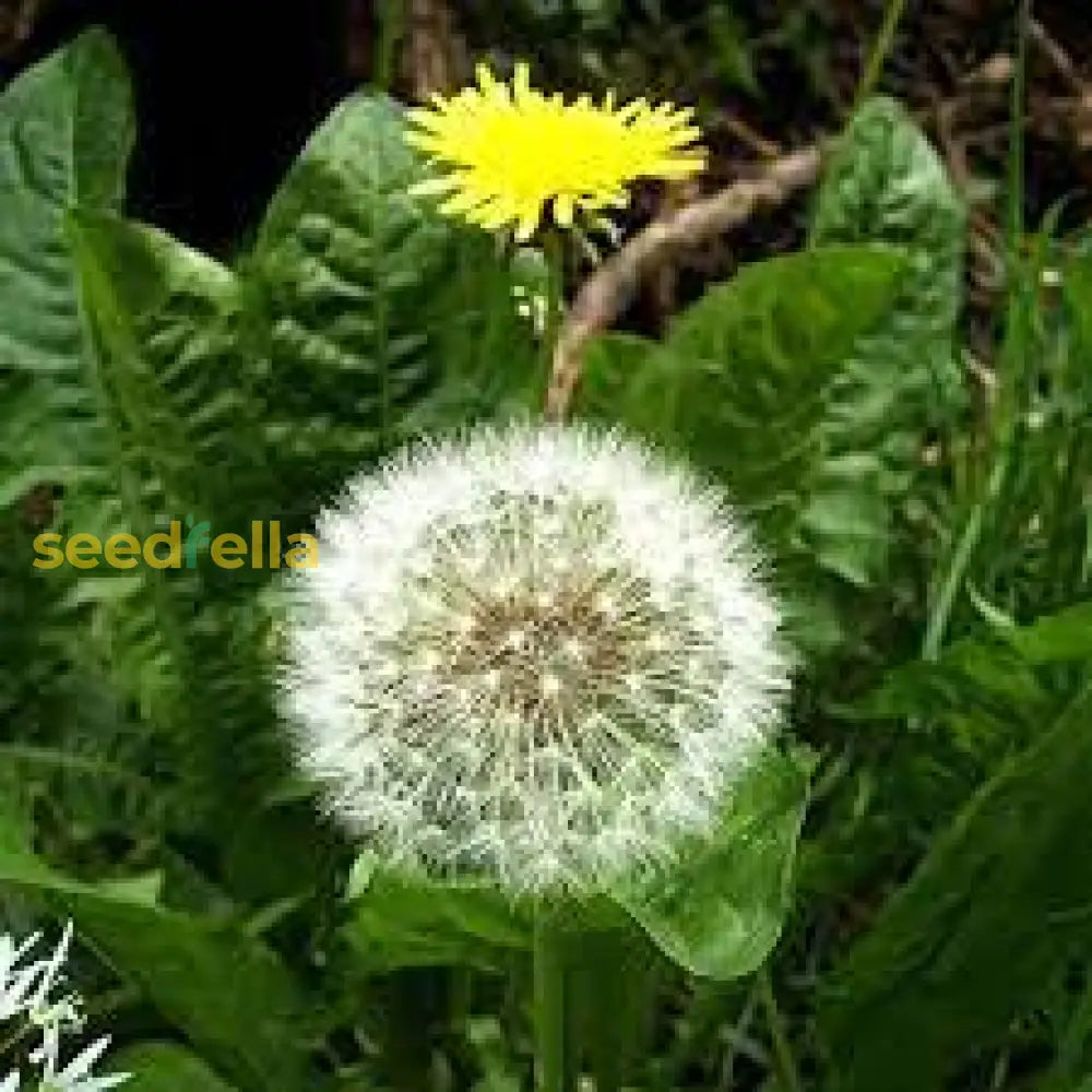 White Dandelion Plant Seeds For Easy Planting - Grow Unique Flowers Seeds