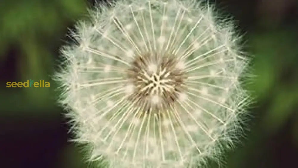 White Dandelion Plant Seeds For Easy Planting - Grow Unique Flowers Seeds