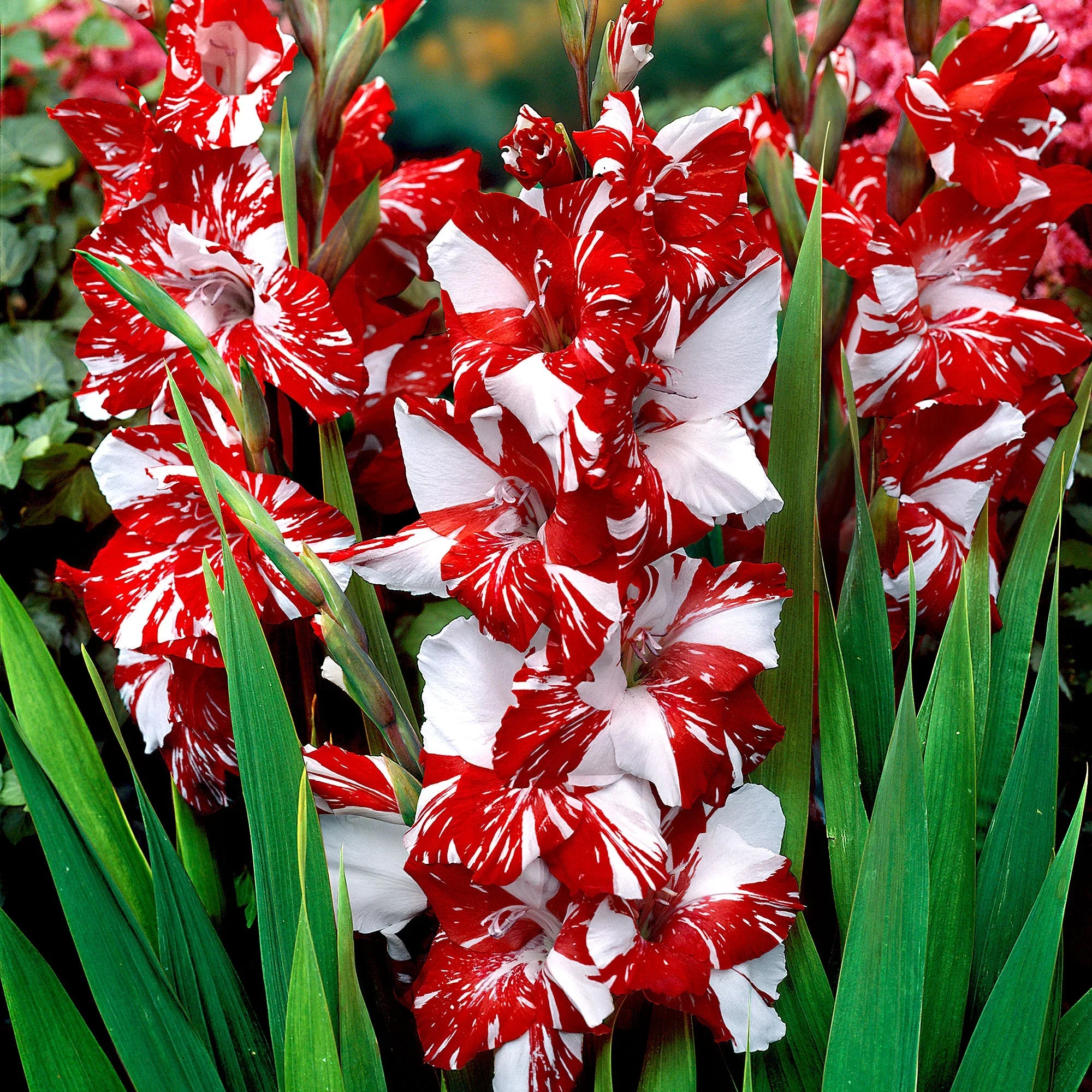 White & Dark Red Gladiolus Flower Seeds for Planting