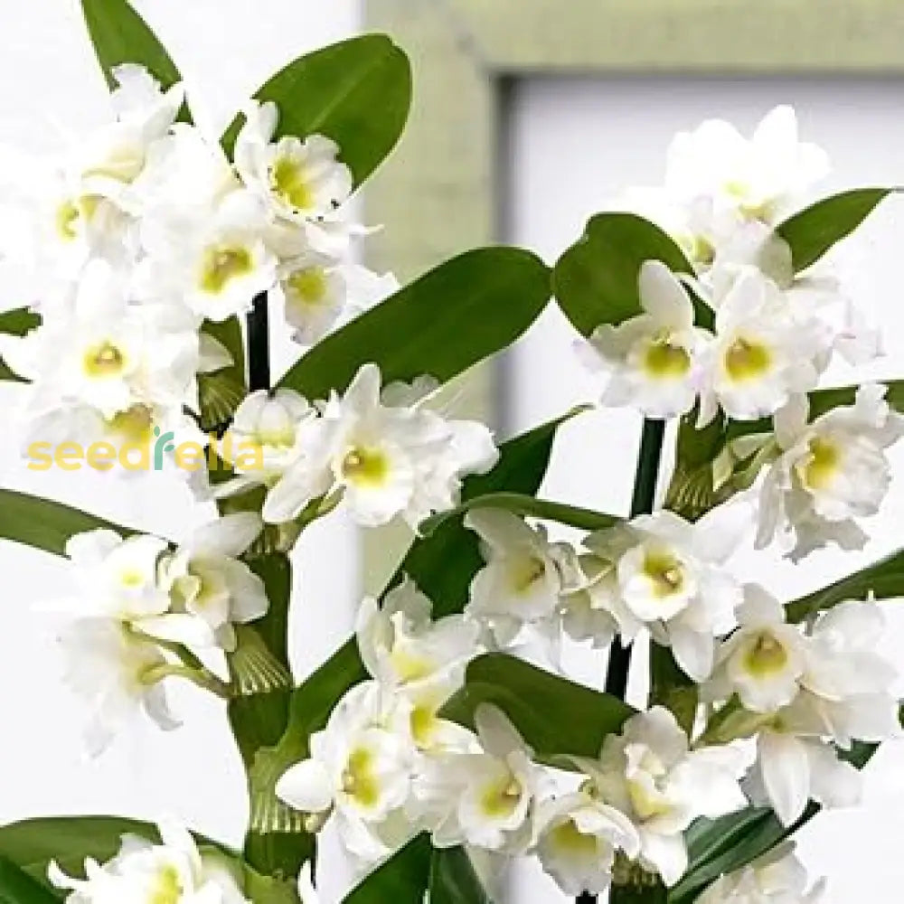 White Dendrobium Flower Seeds For Planting