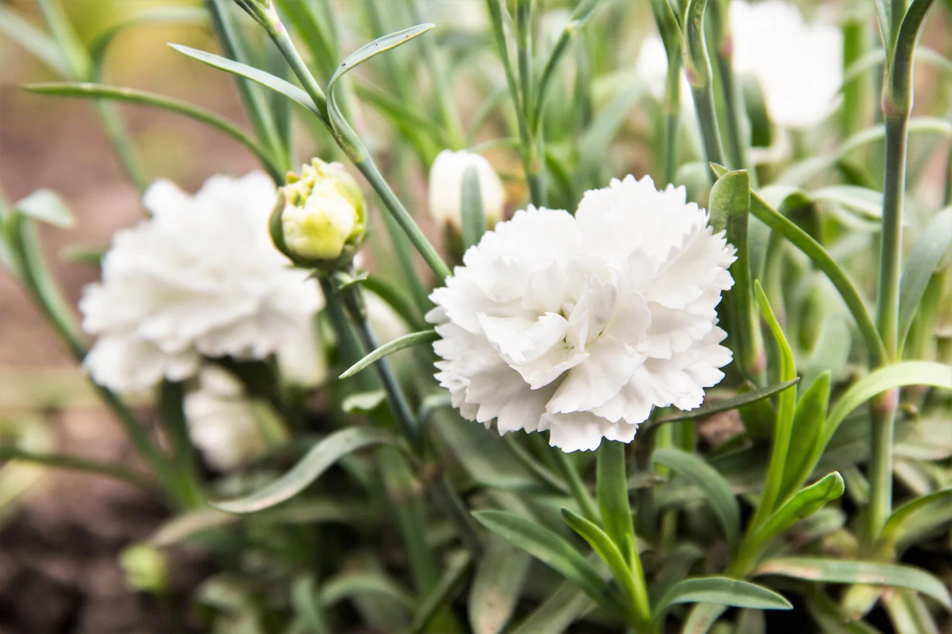 White Dianthus caryophyllus Flowers
