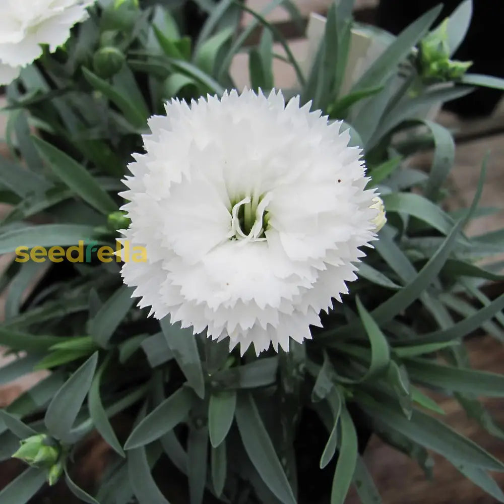 White Dianthus Seeds For Planting - Elevate Your Garden With Classic Blooms