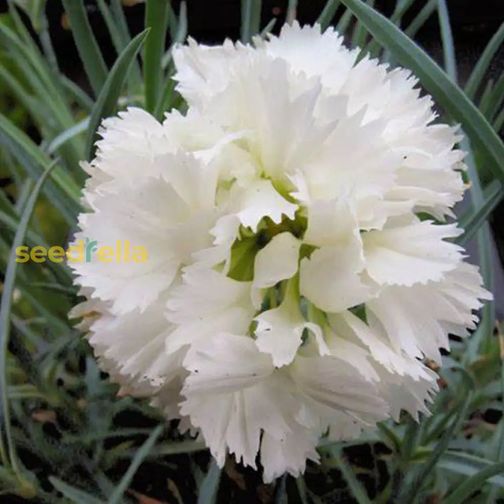 White Dianthus Seeds For Planting - Elevate Your Garden With Classic Blooms