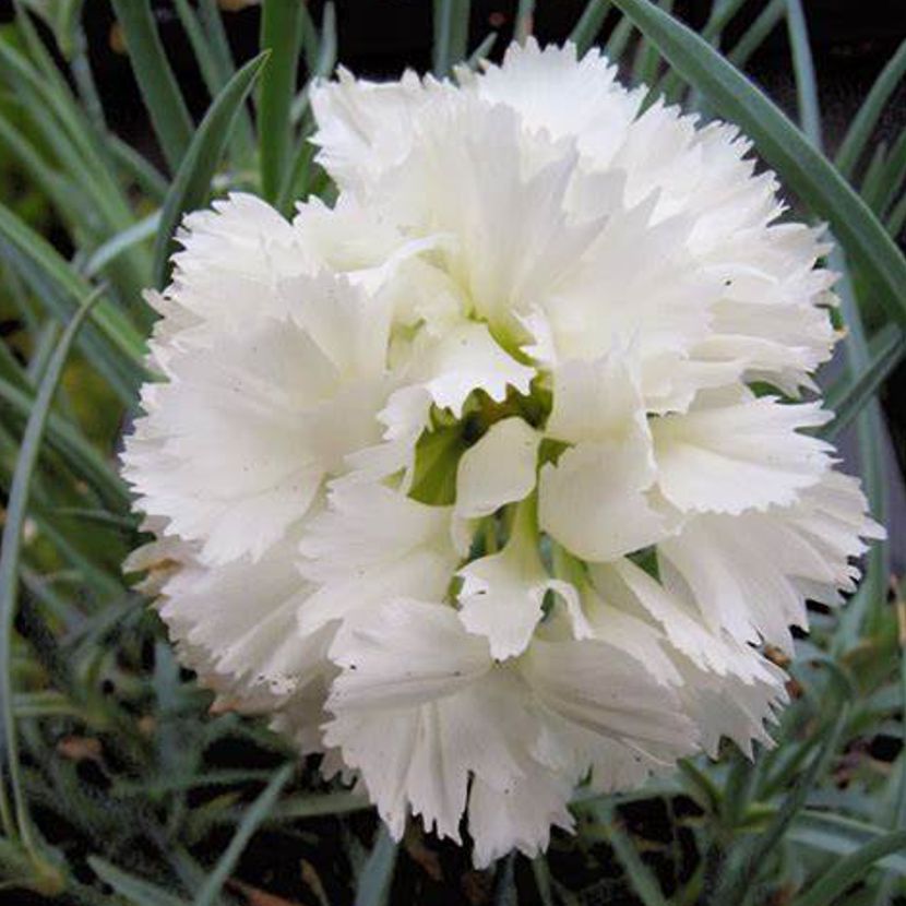 White Dianthus Flower Seeds for Planting