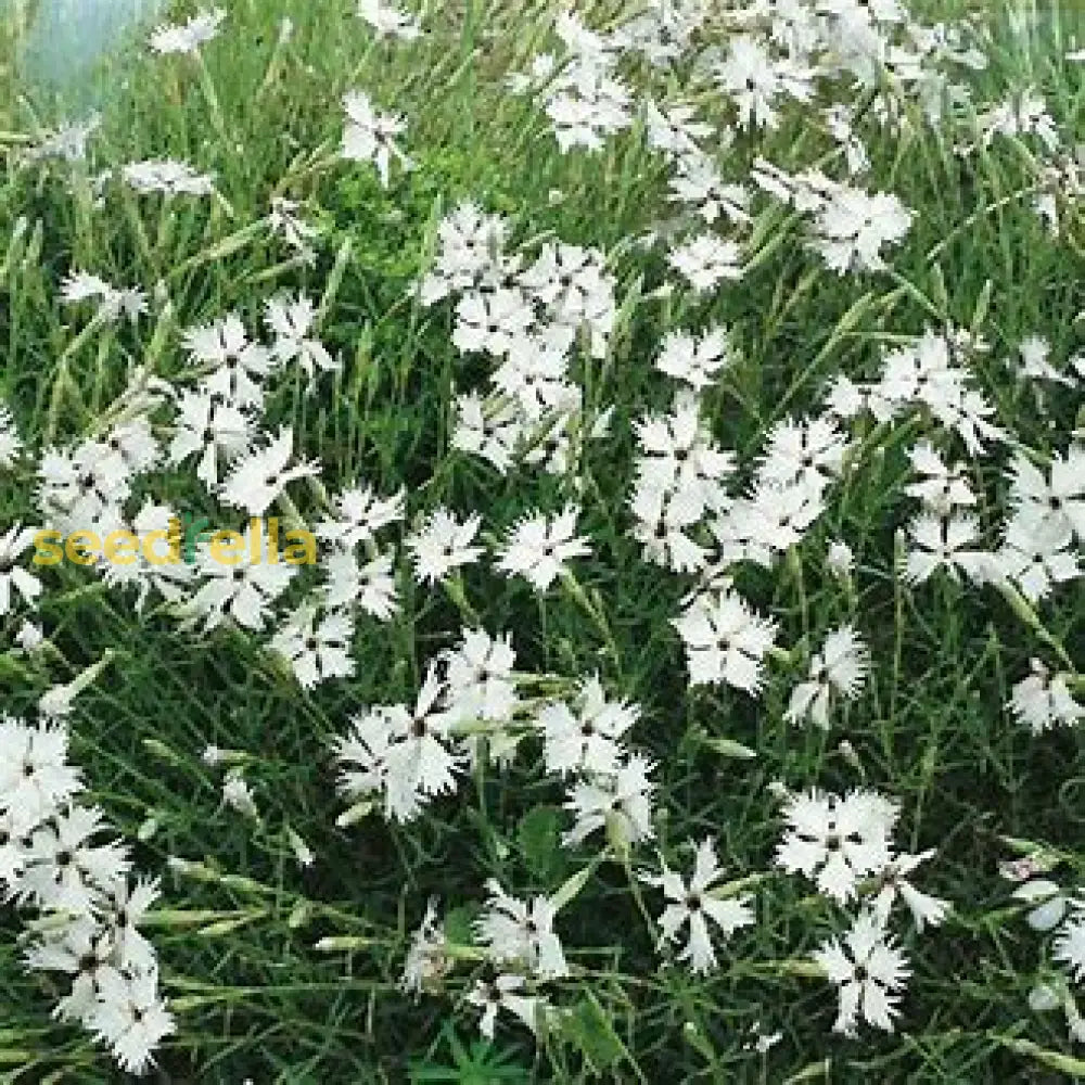 White Dianthus Superbus Planting Seeds - Flower For Garden Plant Seeds