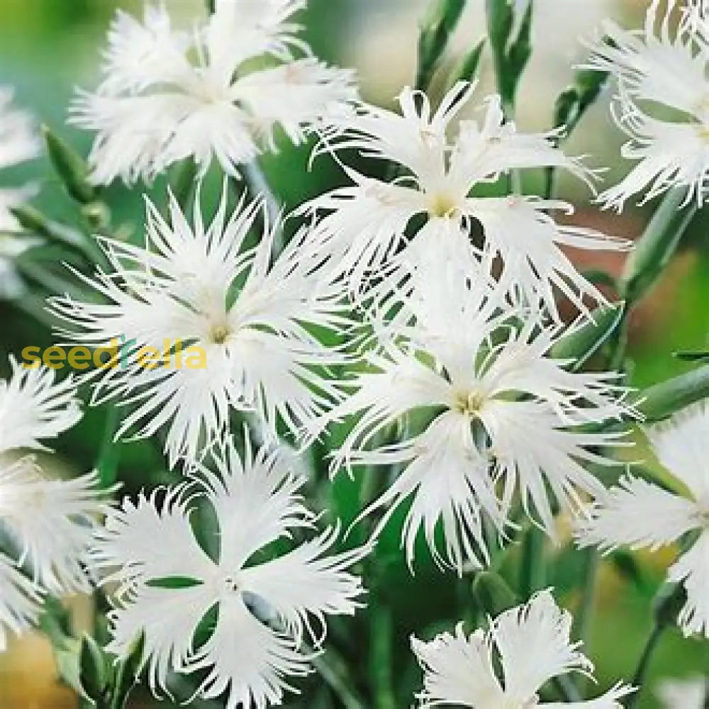 White Dianthus Superbus Planting Seeds - Flower For Garden Plant Seeds