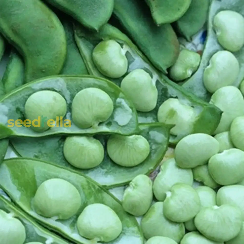 White Dixie Butter plants growing in a garden