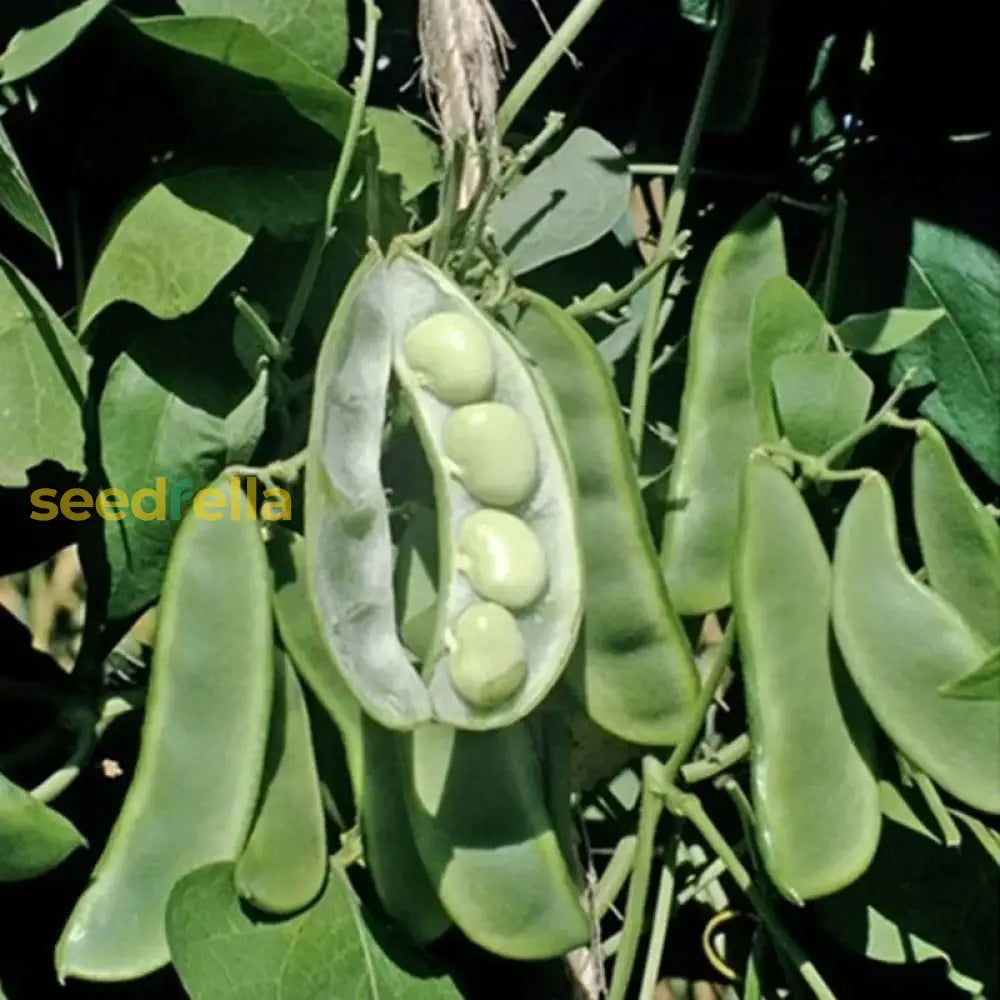 White Dixie Butter Vegetable Seeds For Planting Seeds