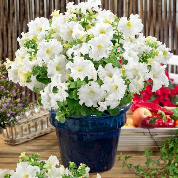 White Double Petunia Flower Seeds