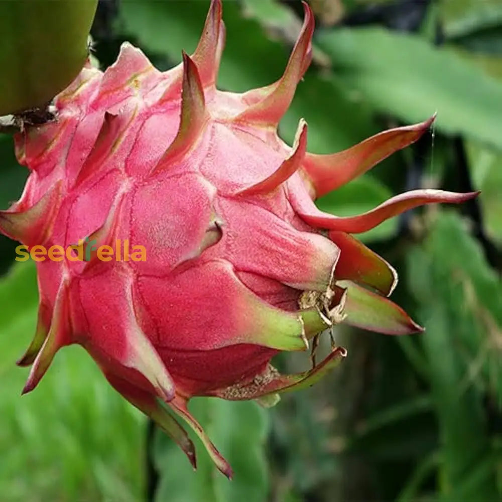 White Dragon Fruit Planting Seeds - Exotic Tropical For Home Gardening And Thriving Edible