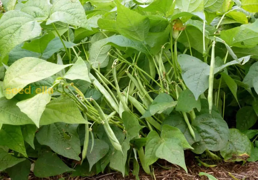 Close-up of dried white beans