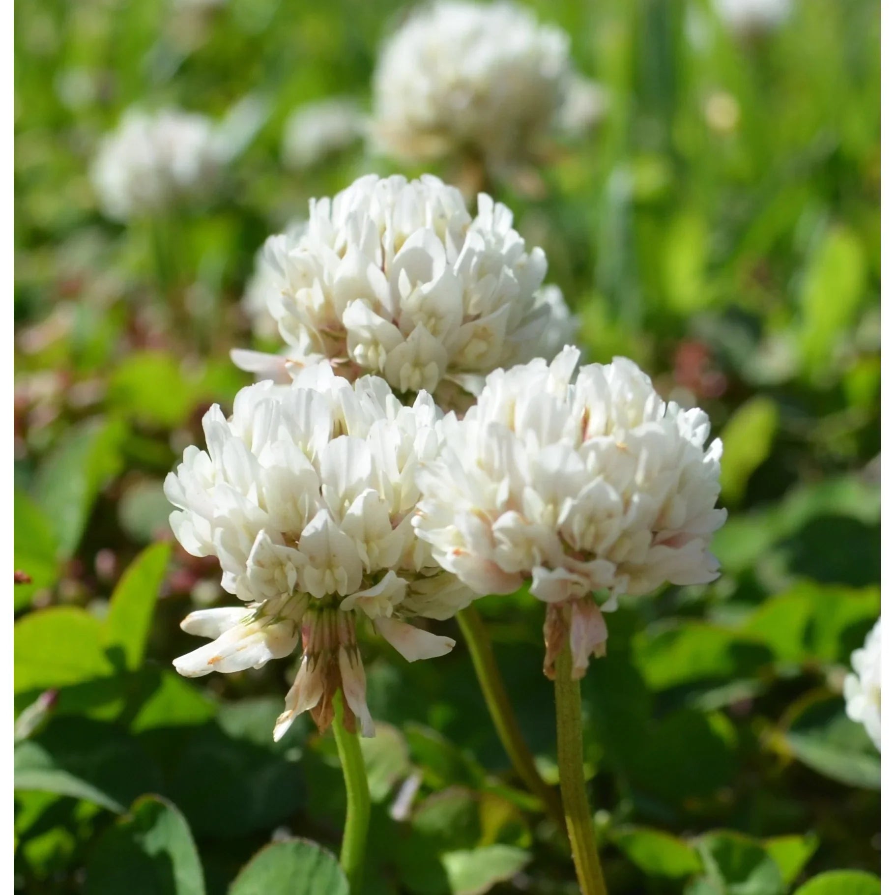 Dutch Clover Flower Seeds: Planting Guide For Successful Growth