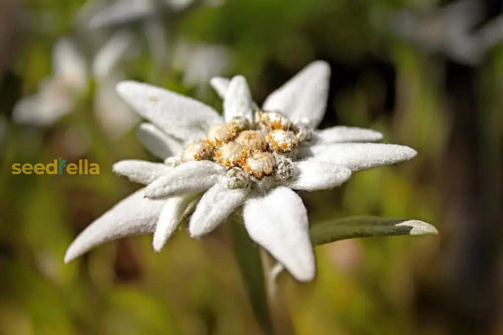 White Edelweiss Ground Flower Seeds Planting Alpine