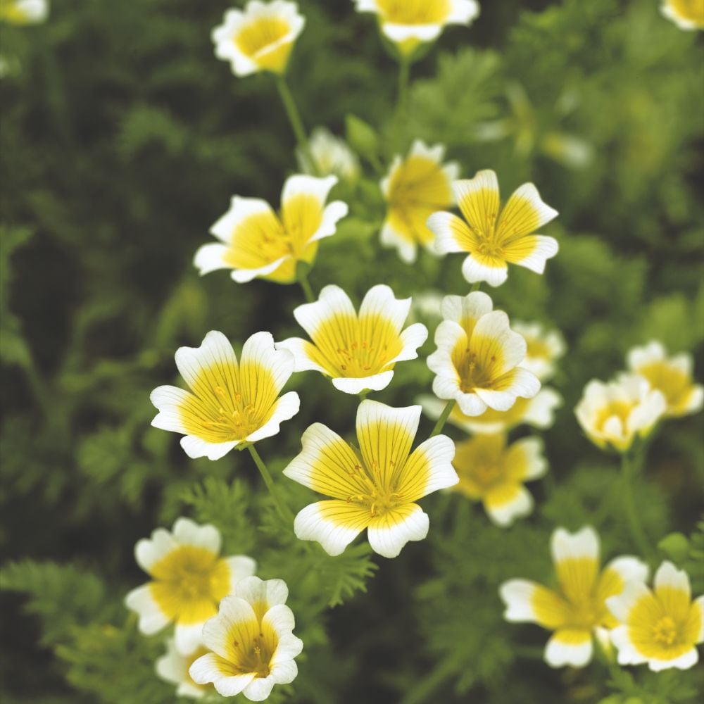 White Egg Flower with Yellow Center Closeup