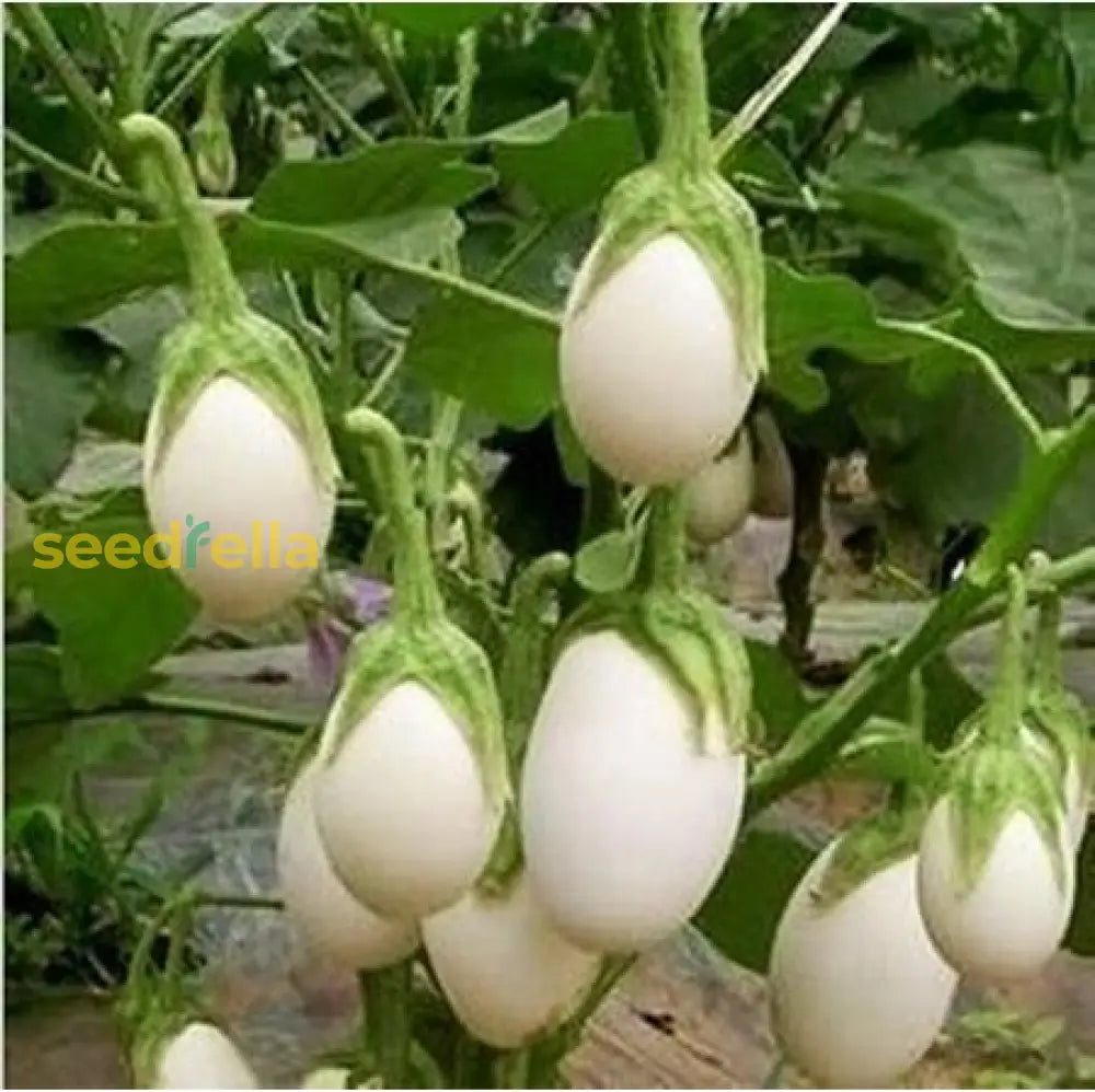 White Eggplant Seeds For Planting  Seed Flavorful Vegetables In Your Home Garden Vegetable Seeds