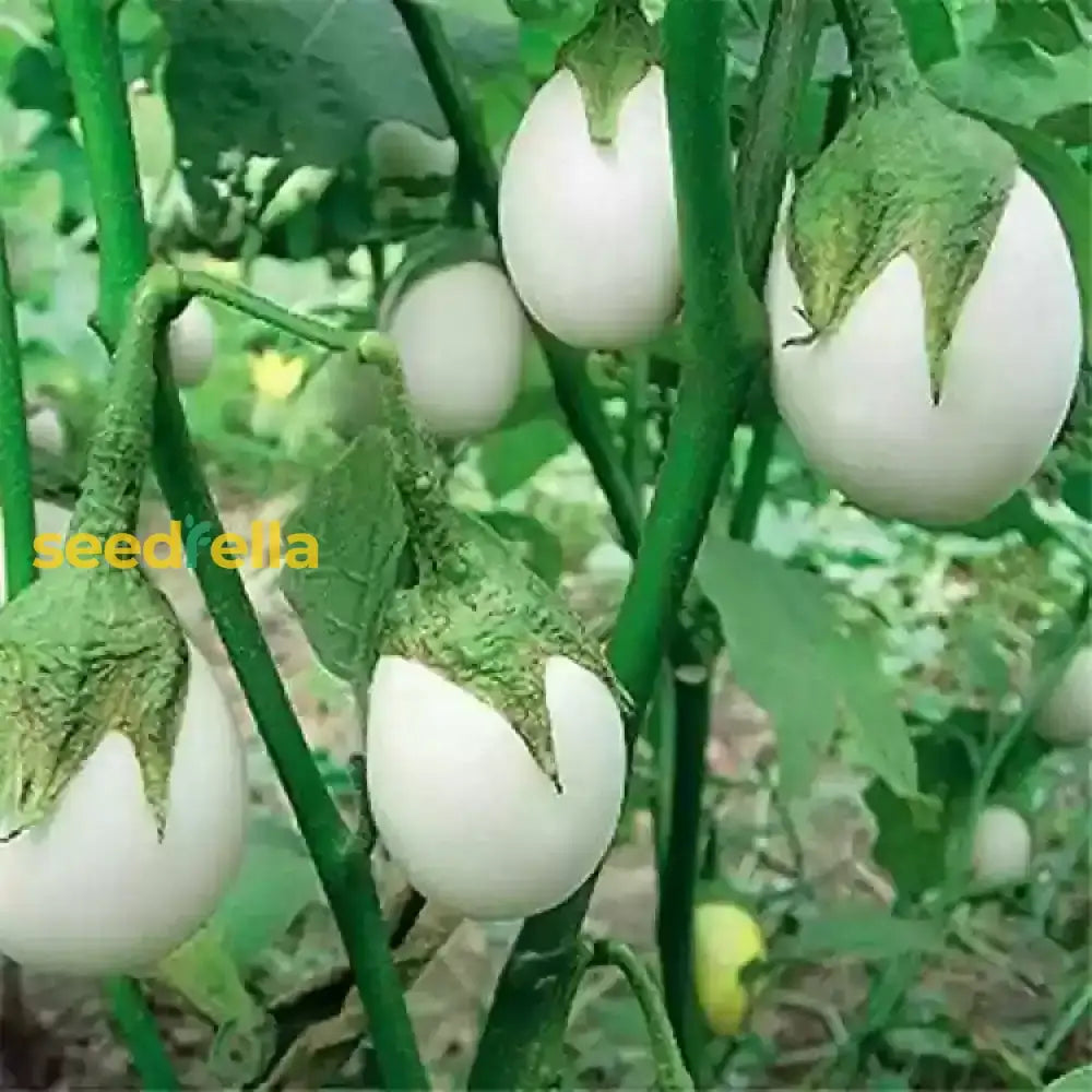 White Eggplant Seeds For Planting  Seed Flavorful Vegetables In Your Home Garden Vegetable Seeds