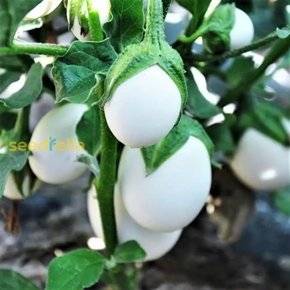 White Eggplant Seeds For Vegetable Planting Seeds