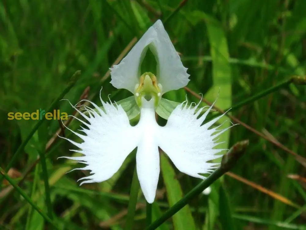 White Egret Orchid Seeds For Planting  Grow Your Own Exotic Flowers Flower