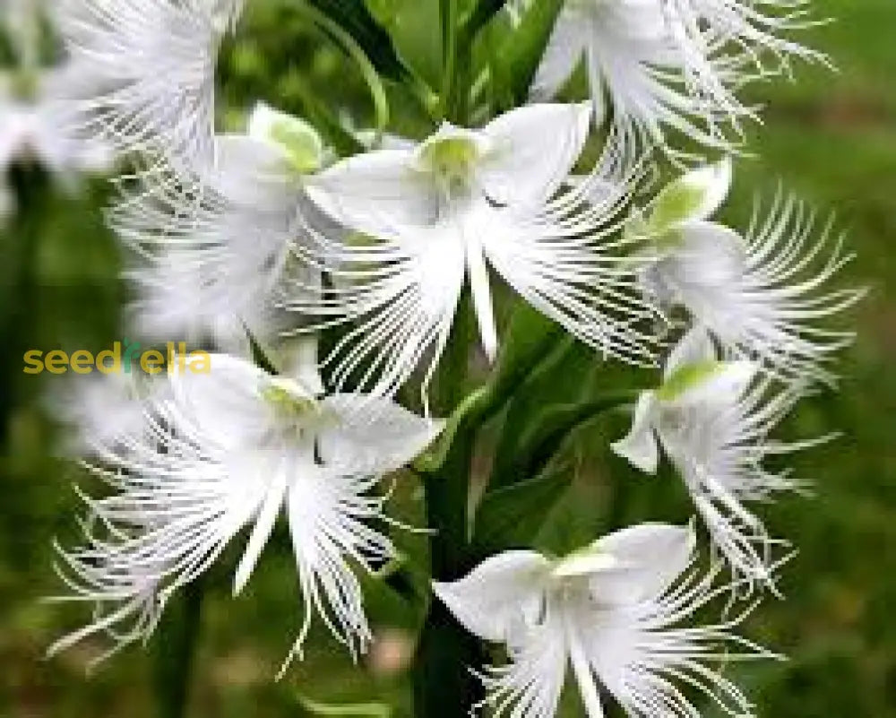 White Egret Orchid Seeds For Planting  Grow Your Own Exotic Flowers Flower